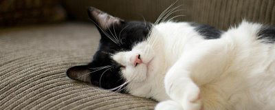 猫咪怀孕的注意事项，要注意营养均衡并及时补钙
