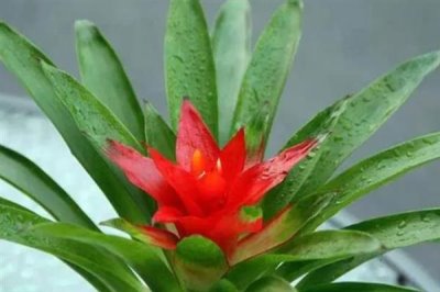 鸿运当头花干了如何修剪，要将其从下方剪掉