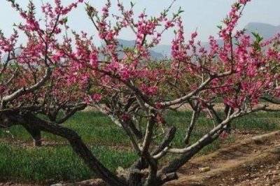 桃树秋施基肥的方法,可在行间开沟施肥