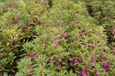 急性子的种植方法,可在春季和夏季播种