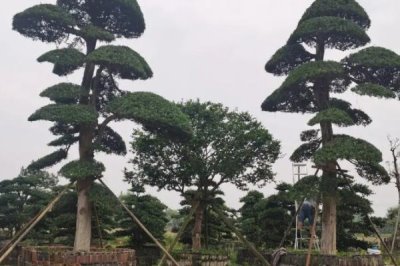 罗汉松为何会出现污煤病,主要原因是昆虫排泄了粪便和分泌物