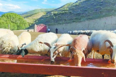 养羊的基本知识,需注意饲养、水源和发情周期等