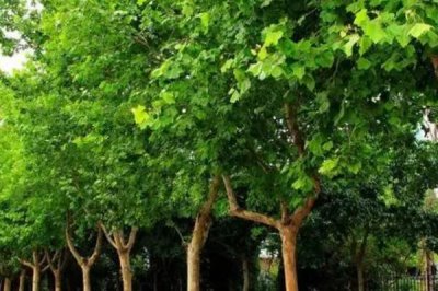 法桐的施肥技术，实行圃地施肥是重要的环节