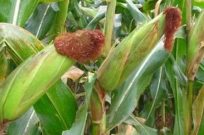 东非主要粮食作物,主要粮食作物为玉米