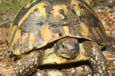 赫曼陆龟成年需要养几年,需要3-5年的时间