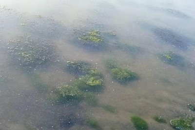 小龙虾缺氧原因以及怎么解决,可能是密度过大、水质过肥等因素所导致