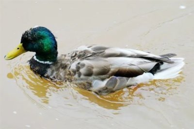养殖绿头鸭的前景，现今市场需求大前景广阔