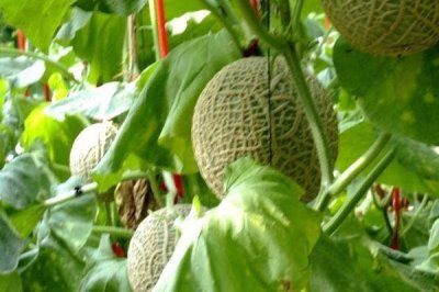 哈密瓜增产方法,整蔓摘心有助于促花保果、提高产量