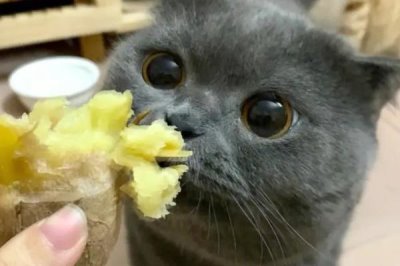 英短蓝猫怕不怕热,与其他品种相比比较耐热