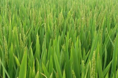 徽粳糯125水稻种子特点,中抗白叶枯病