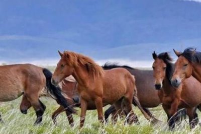 马如何繁殖后代,主要通过胎生进行繁殖