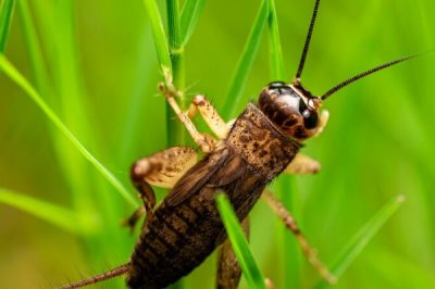 蟋蟀的品种介绍,常见的有中华蟋蟀、大棺头蟋蟀等