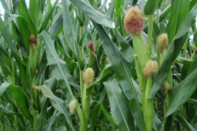 腾丰128玉米种简介，种植密度每亩5500株