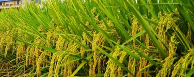 福两优161水稻种简介,秧田亩播种量8~10公斤