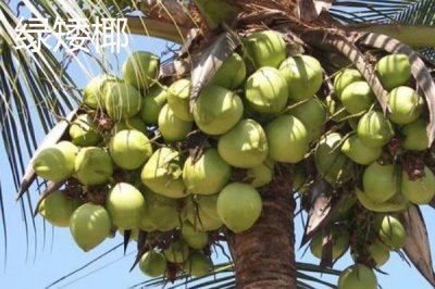 中国椰子的主产地,主产于海南、台湾、云南等省份