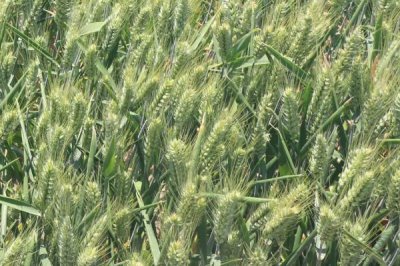 禾麦32小麦种子介绍，适宜播种期10月上中旬