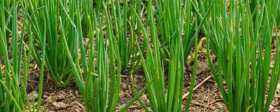 四季香葱如何催芽,首先挑选健壮饱满的种子