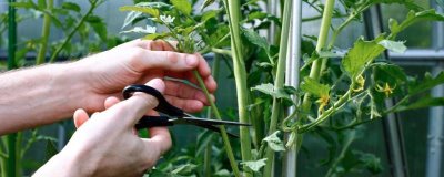 番茄怎么修剪,可保留主干摘除抽发的侧枝