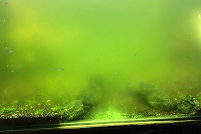 鱼缸的水会变绿的原因,可能是光照过多或过度施肥等