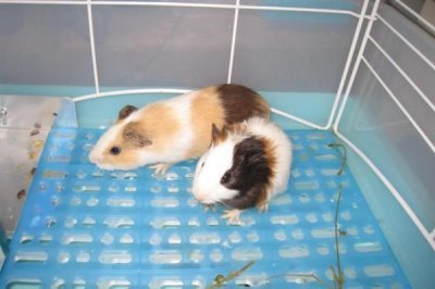 豚鼠适合养一只还是一对，属于群居动物养一对能防止孤单