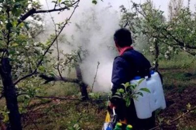 杨梅保花保果的方法,盛花期可喷施赤霉素