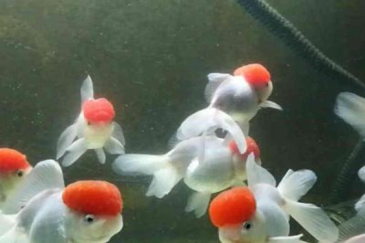 金鱼一般能活多久，一般能活到6、7岁