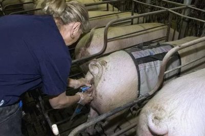 给母猪输精的方法，不能多次使用一次性输精管