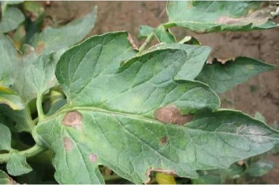 大棚番茄性斑疹病如何防治,反季节栽培的更容易发生病害