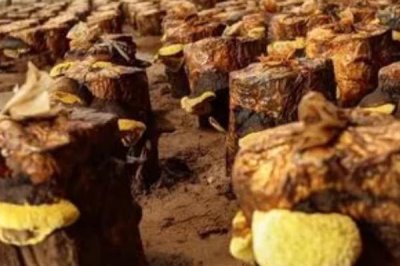 桑黄怎么种植和管理,对培养料消毒后再接种、养护