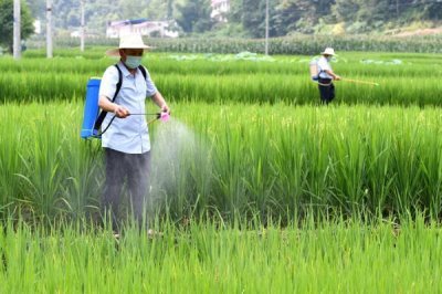 吡虫啉70兑水的使用方法,2-3g兑水45-60公斤