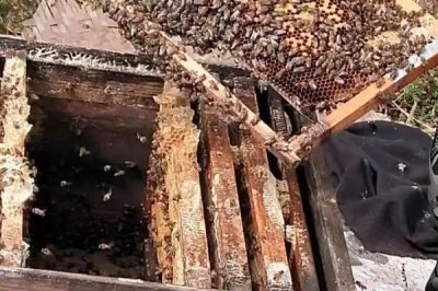 一箱蜜蜂的价格,通常需要300-600元左右