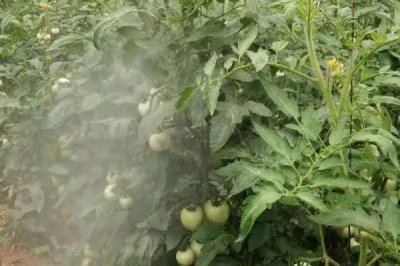 番茄灰叶斑病的症状,叶面会布满暗色的小斑点