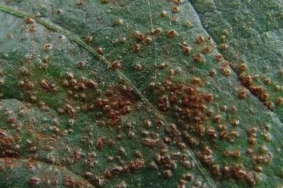 早春毛豆为何结荚少以及防治方法,温差过大会影响花芽分化和结荚