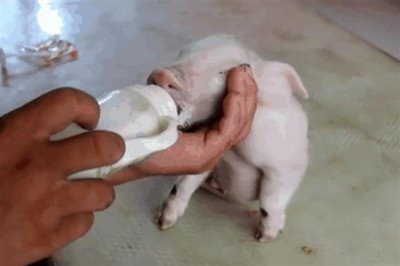 人工饲喂小猪能不能养活,喂食猪仔专用奶粉可让它存活