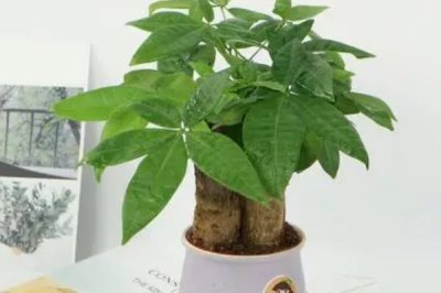 发财树如何播种繁殖,秋天从成熟的果实内取出种子播种