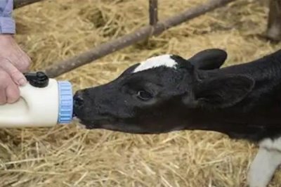 断奶犊牛怎么饲养，保持适温并定期消毒