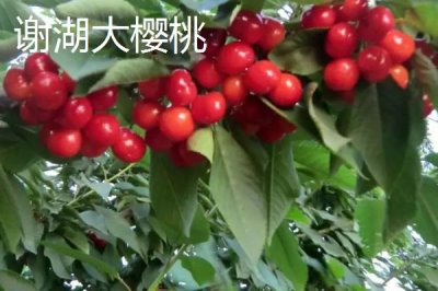 江苏连云港的特产，紫菜为当地主要出口产品之一