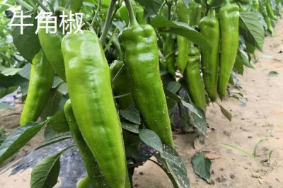 常见的辣椒品种,包括朝天椒、灯笼椒、七星椒、牛角椒等种类