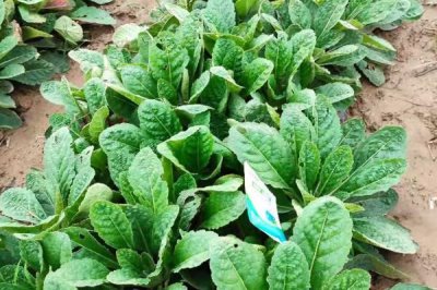 种植地黄的利润,一亩地的收益为5000-7000元左右