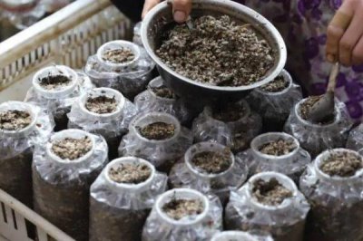 高效栽培羊肚菌的方法,早春保持适温可刺激子实体形成