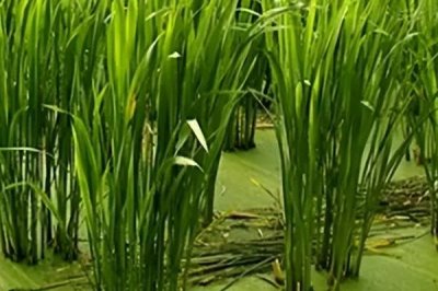 茭白的施肥方法,生长过程中需要追肥3-4次