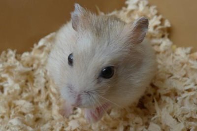 仓鼠怎么降火,一定要立刻调整饮食