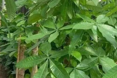 种植发财树的方法,将种子浸泡至膨胀裂开再播入盆土中