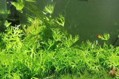 鹿角矮珍珠水草难养吗，栽培难度为中等