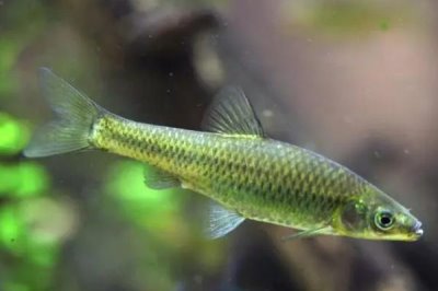 麦穗鱼简介,是常见的小型淡水鱼
