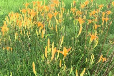 黄花菜的种植时间,春季和秋季均可种植