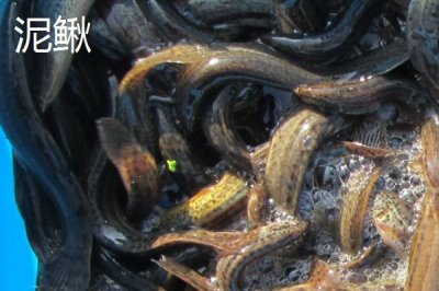 容易让鲈鱼上钩的饵料,河虾是鲈鱼的主要食物