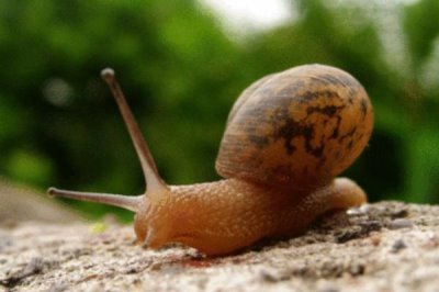 玉米地蜗牛打药多长时间能死，打药3-4小时后即可死亡