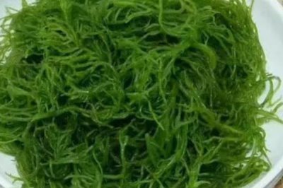 哪种生物群落有海上森林之称,是指红树林