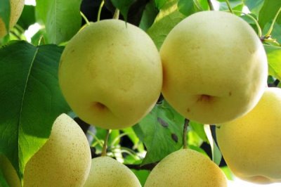 辽宁省锦州市有哪些特色水果,包括北镇葡萄、银白杏、锦州苹果等种类